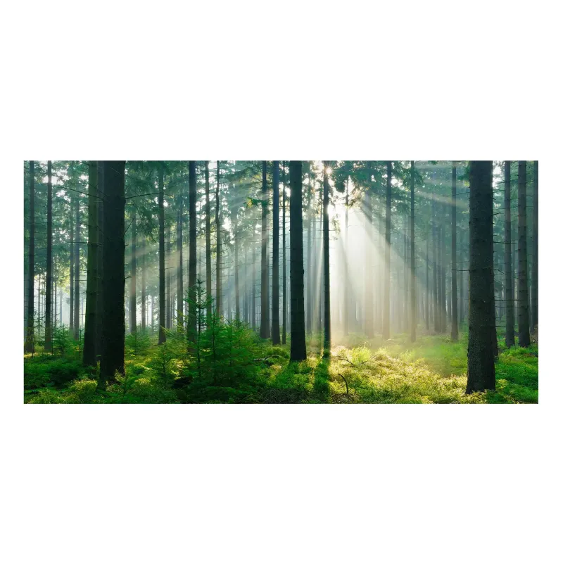 Magnetické obrazy Osvietený les