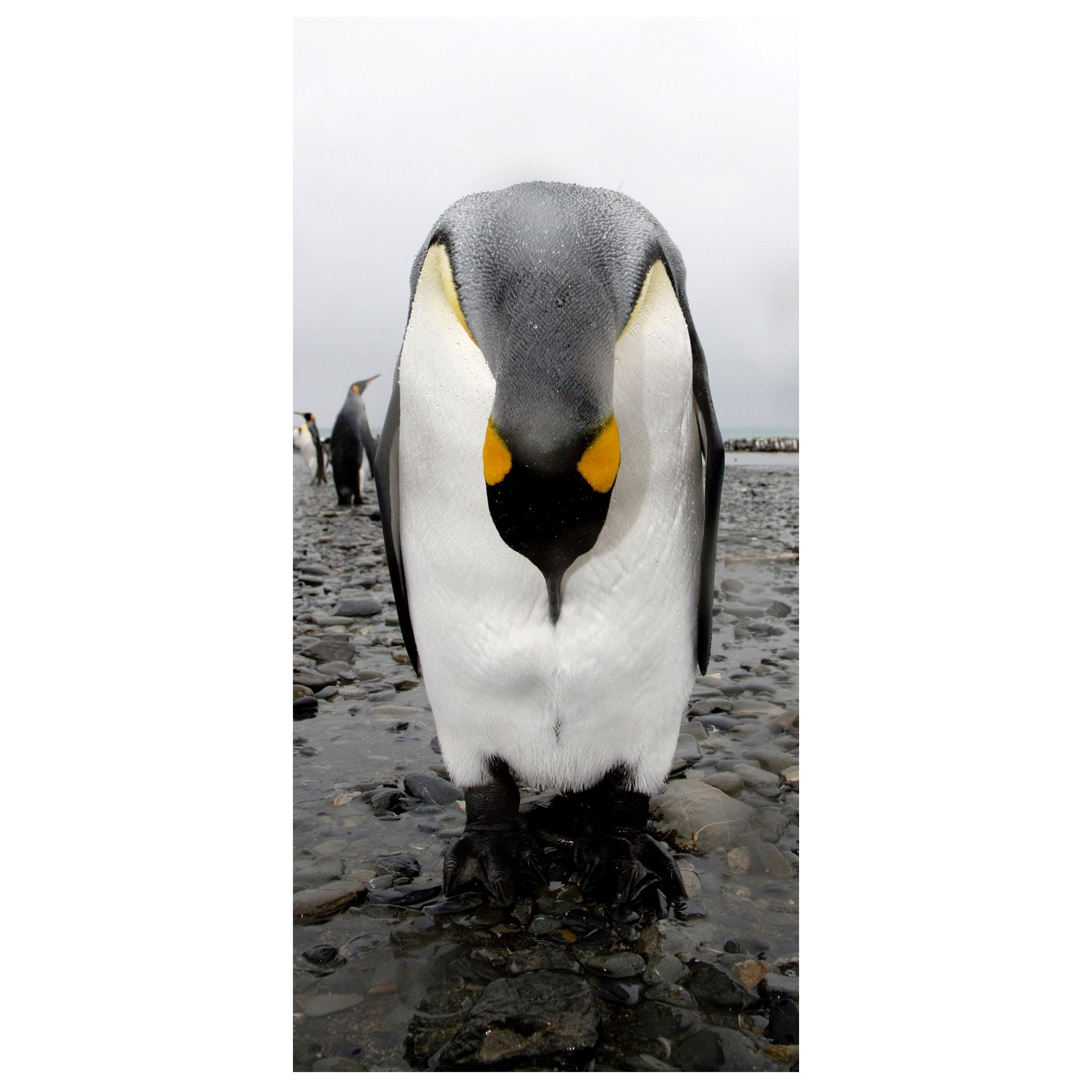 Moderný deliaci Paravan tučniak