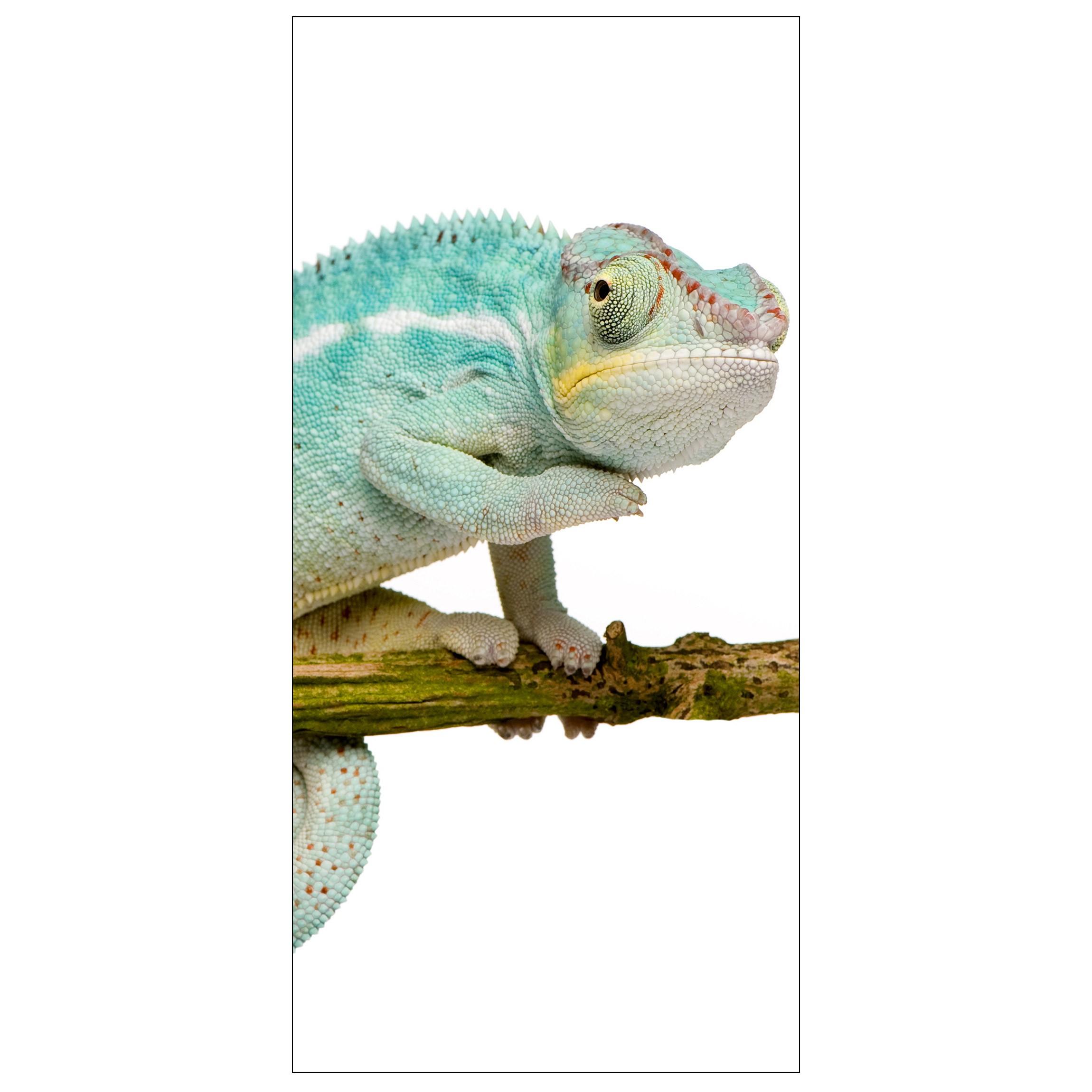 Moderný deliaci Paravan chameleón