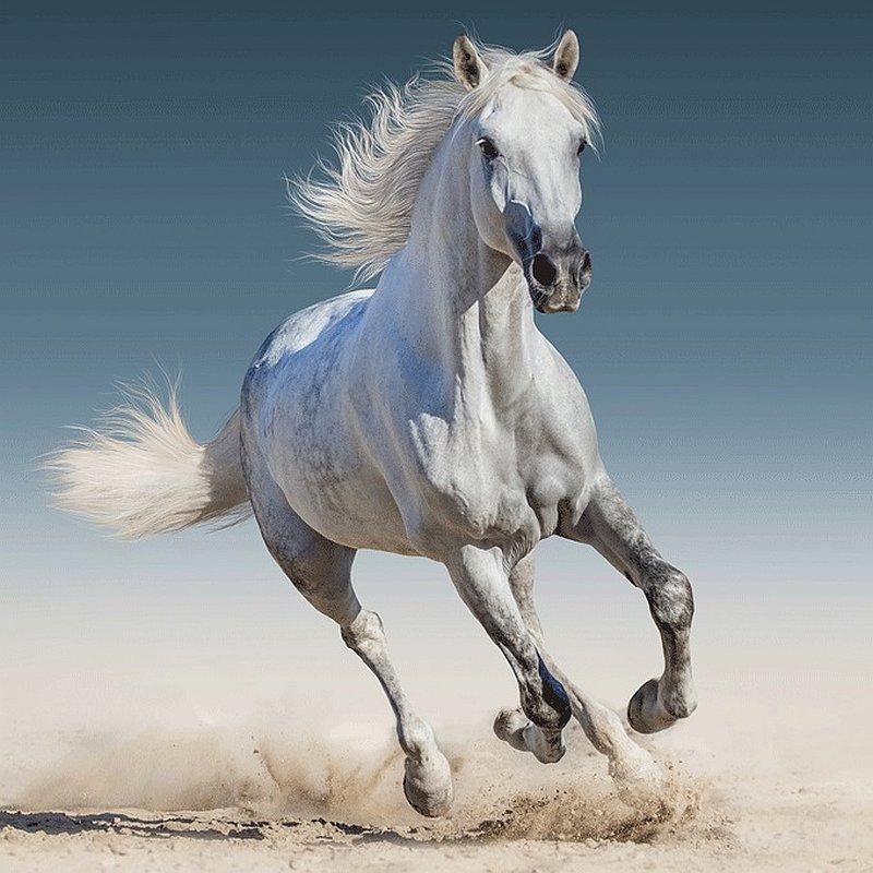 JERRY FABRICS -  Obliečka na vankúšik White horse 40/40