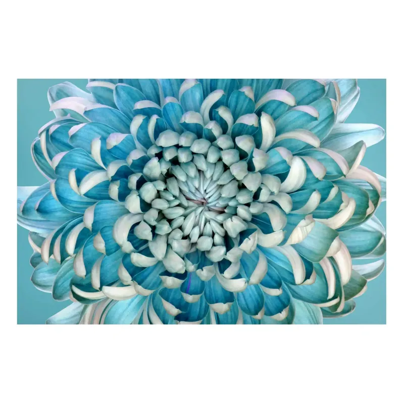 Magnetické obrazy Modrá chryzantéma