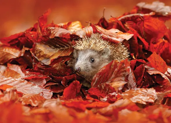 Tapeta Hedgehog in the leaves