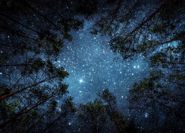 Tapeta Night sky in the forest