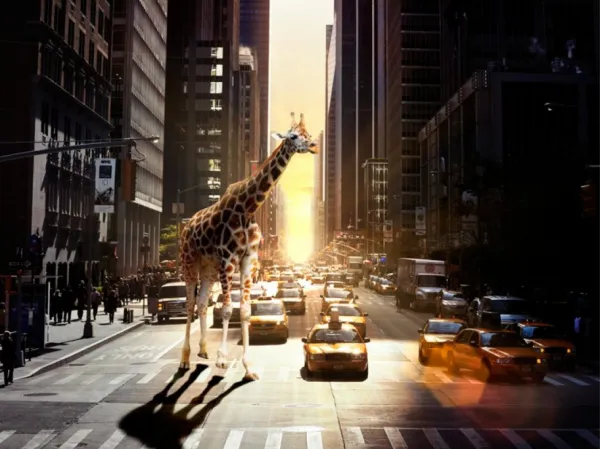 Tapeta Giraffe in the city