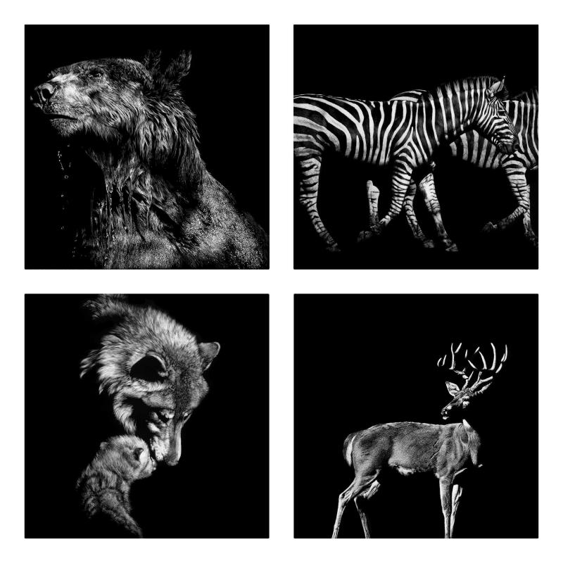 Štvordielny obraz Divoké zvieratá pred čiernym súborom I