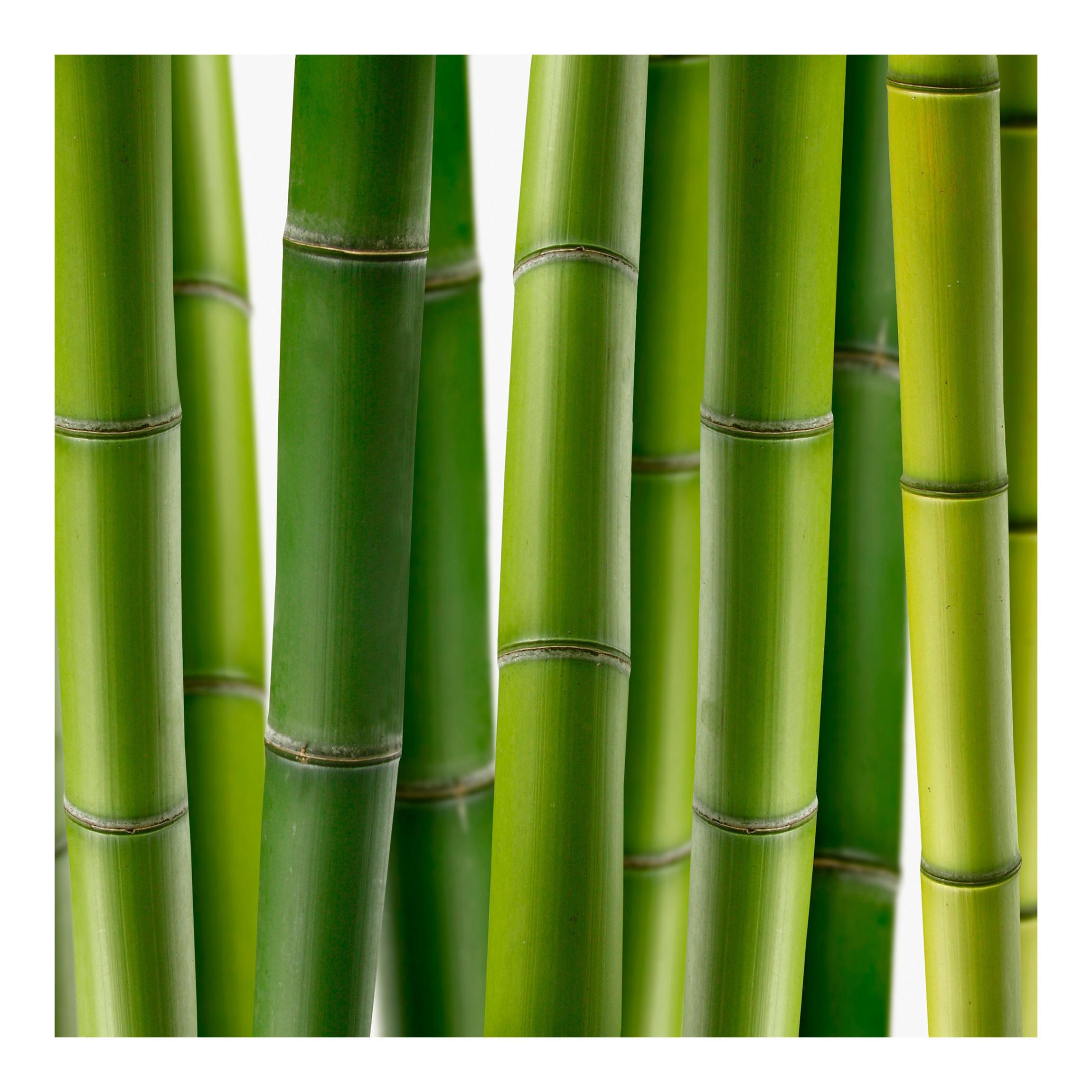 Fototapeta Bambus
