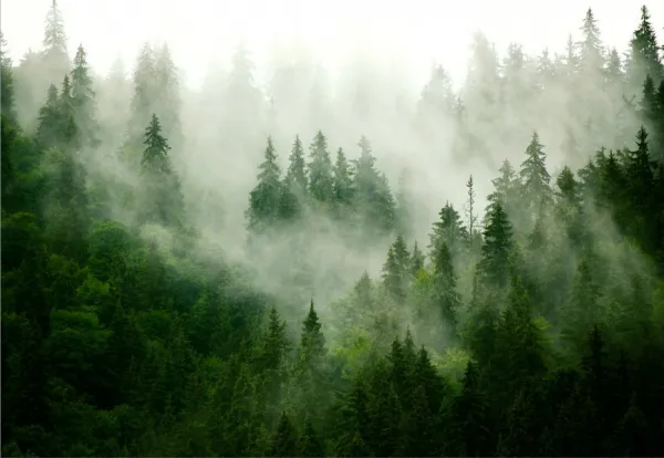 Tapeta Green forest in the fog samolepiaca