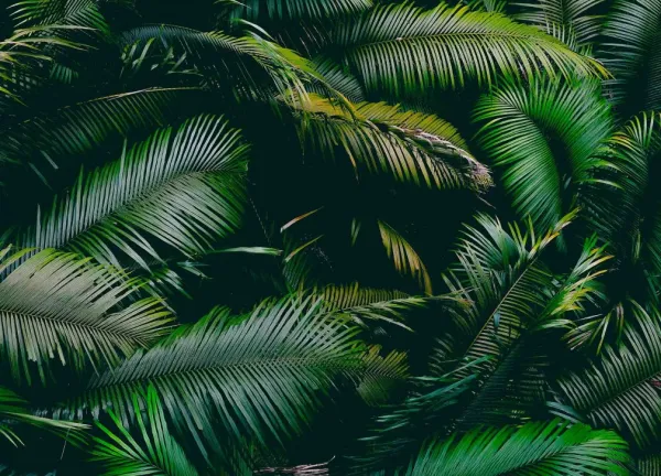 Tapeta palm leaves