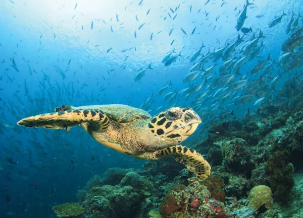 Tapeta sea turtle