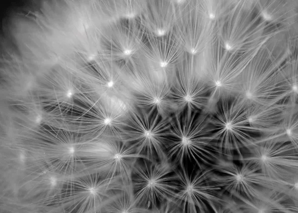 Tapeta black and white dandelion
