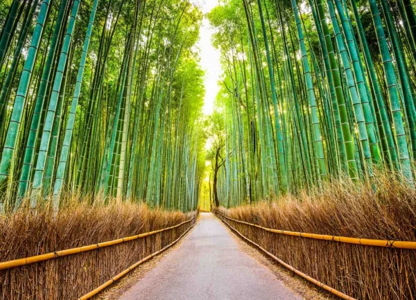 Tapeta bamboo trail