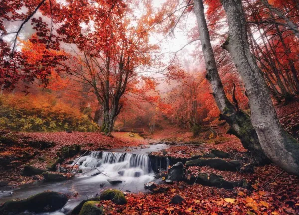 Tapeta Autumn river