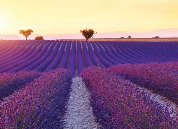 Tapeta Evening lavender field