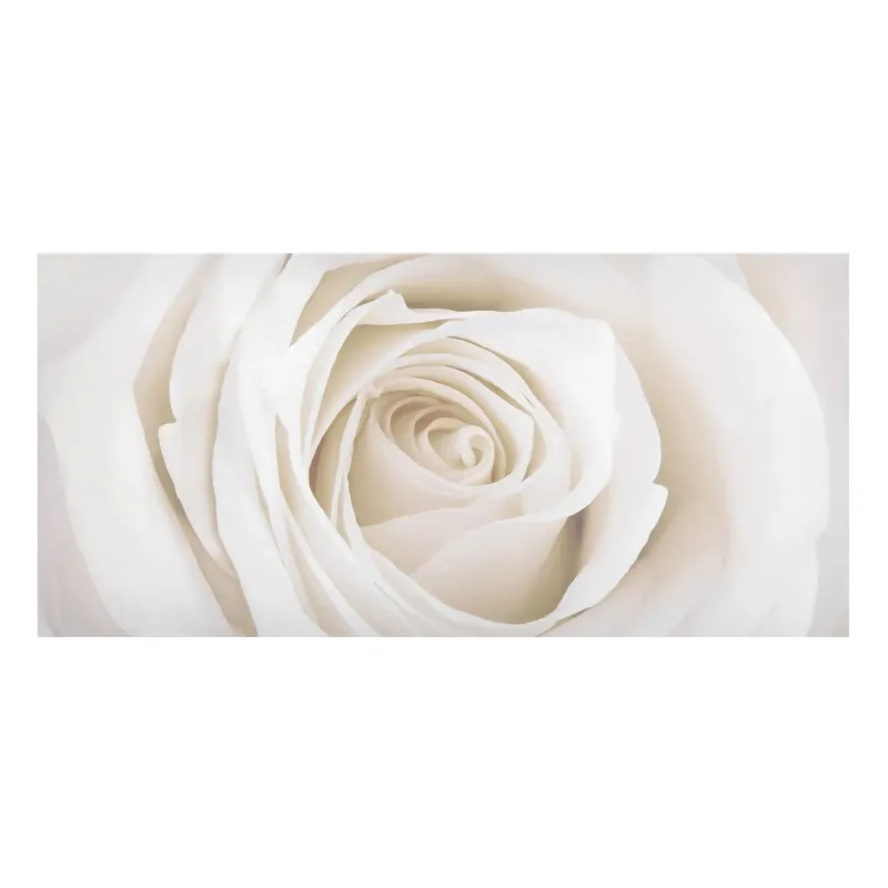 Magnetické obrazy Pekná biela ruža