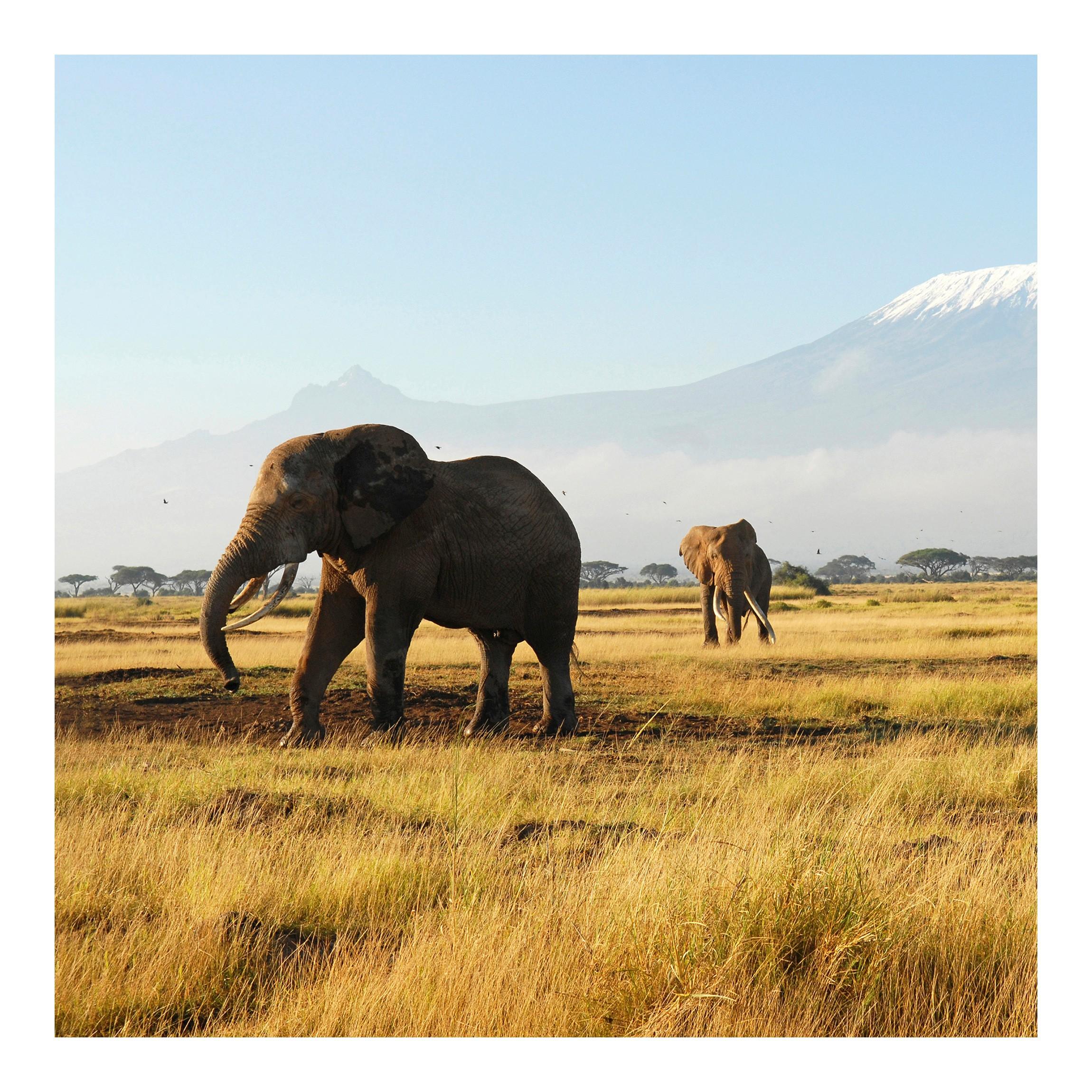 Fototapeta Kenské slony