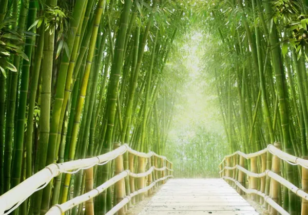 Tapeta Bamboo forest