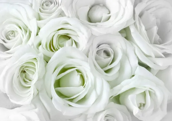 Tapeta White-green roses samolepiaca