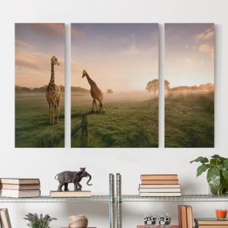 Trojdielny obraz Skutočné žirafy
