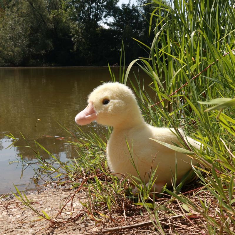 Plyšový vták kačica 24 cm ECO-FRIENDLY