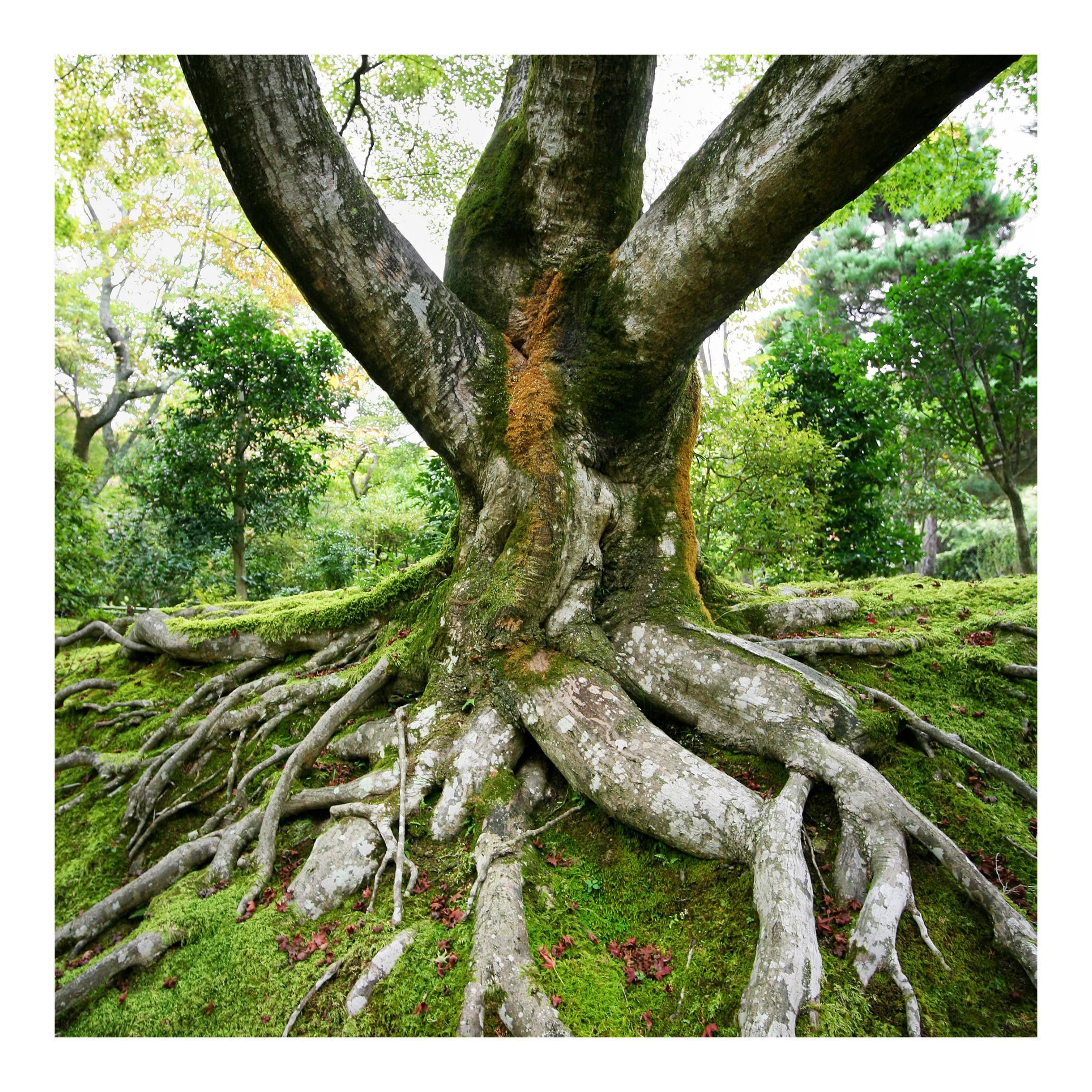 Fototapeta Starý strom