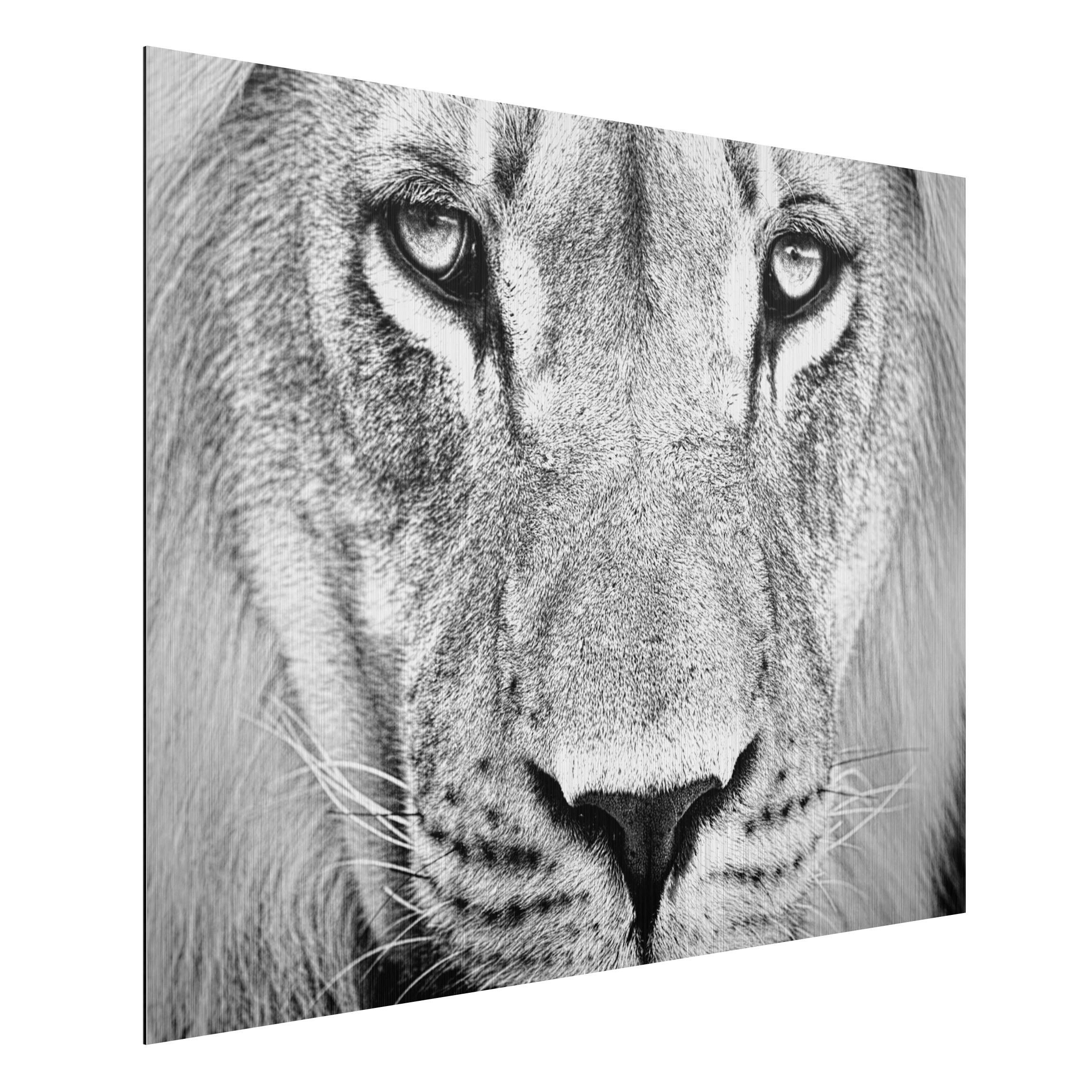 Obraz na hliníkovej doske Starý lev