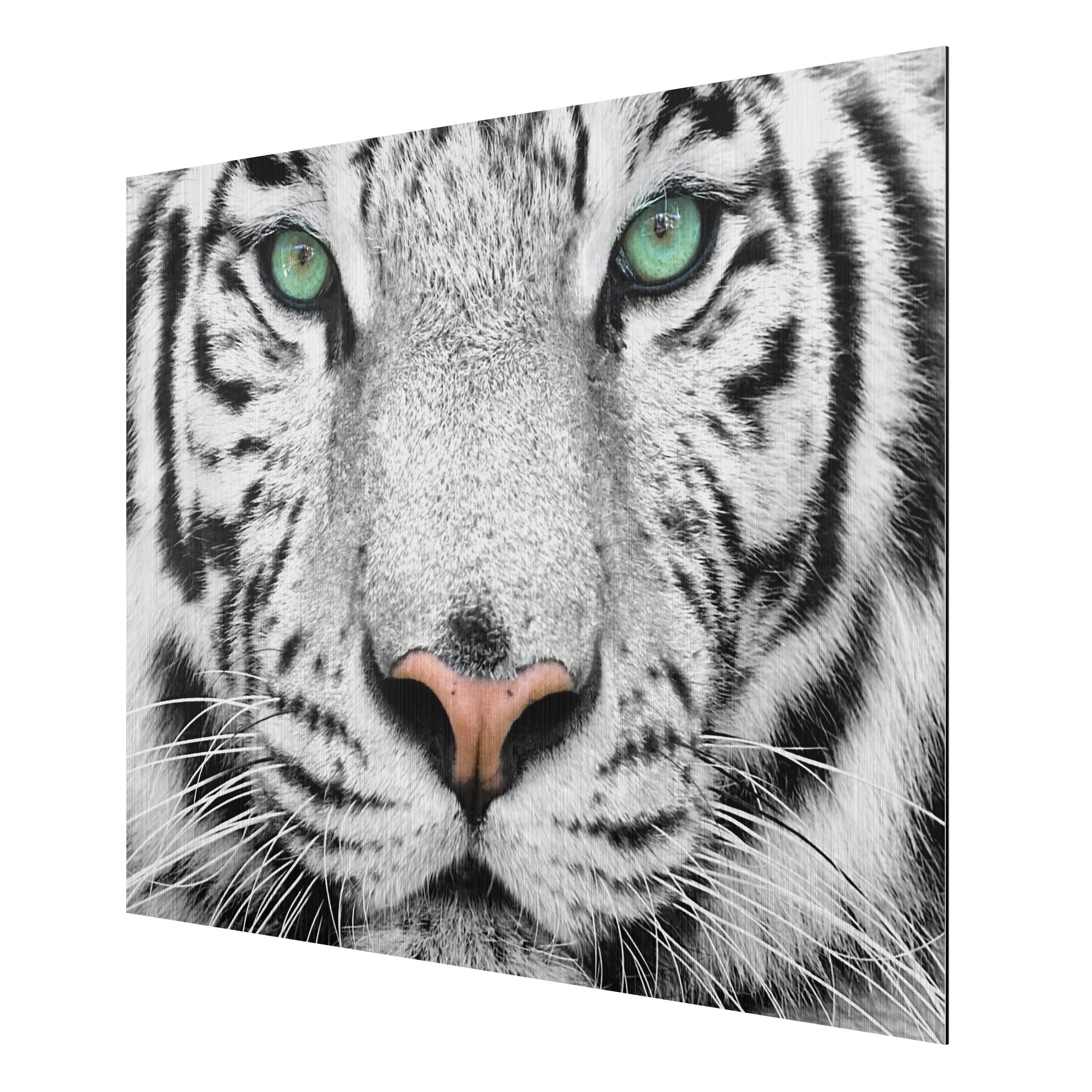 Obraz na hliníkovej doske Tiger