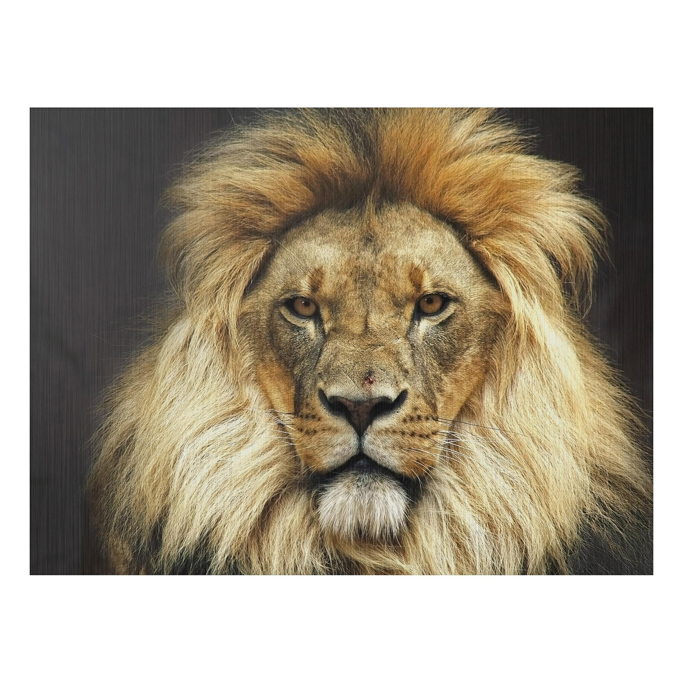Obraz na hliníkovej doske Lion