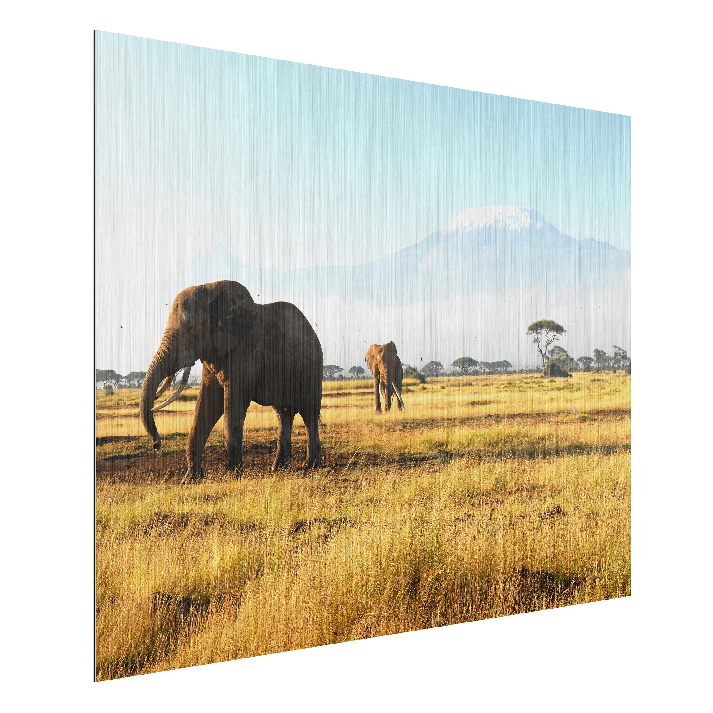 Obraz na hliníkovej doske Slony pod Kilimandžarom