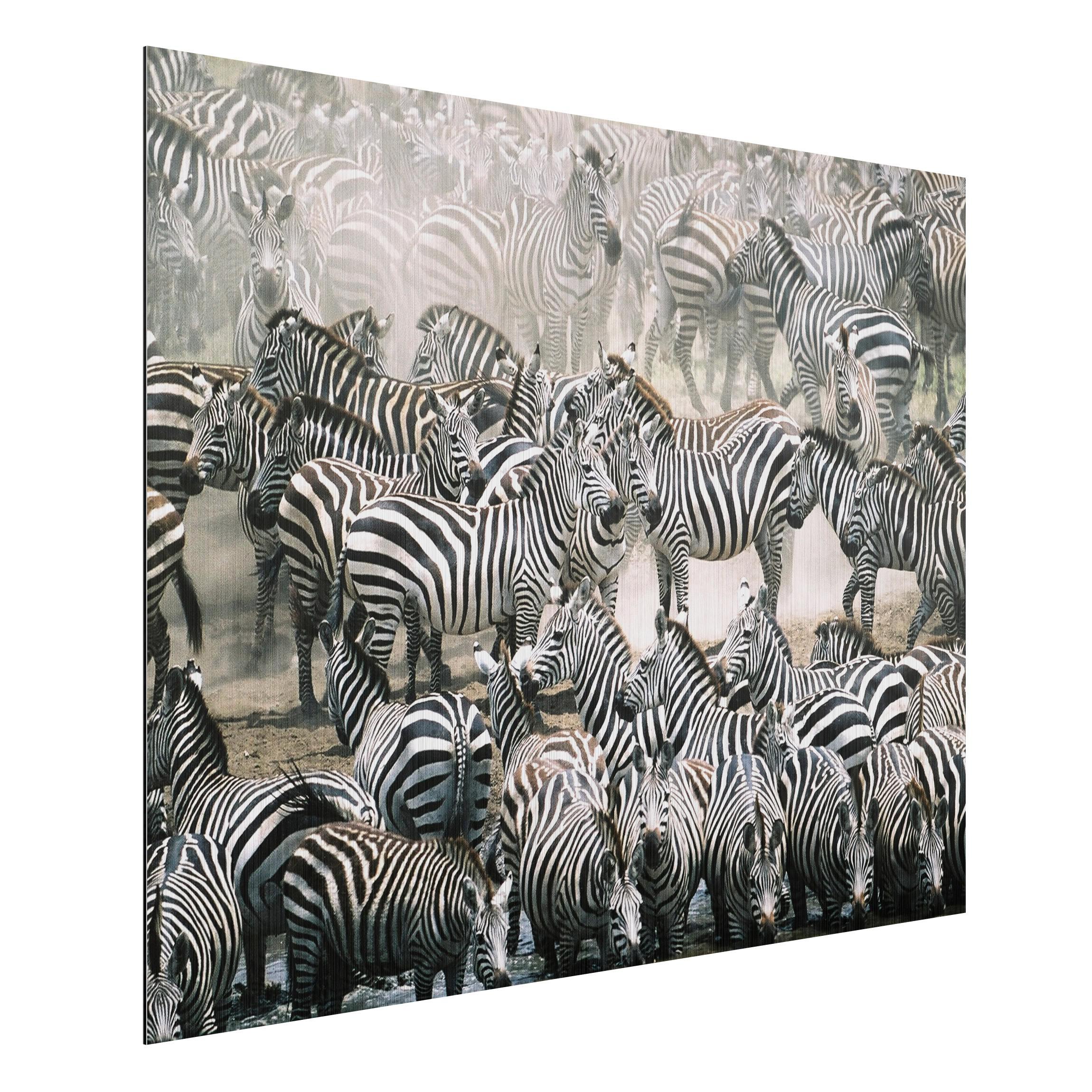 Obraz na hliníkovej doske Zebry