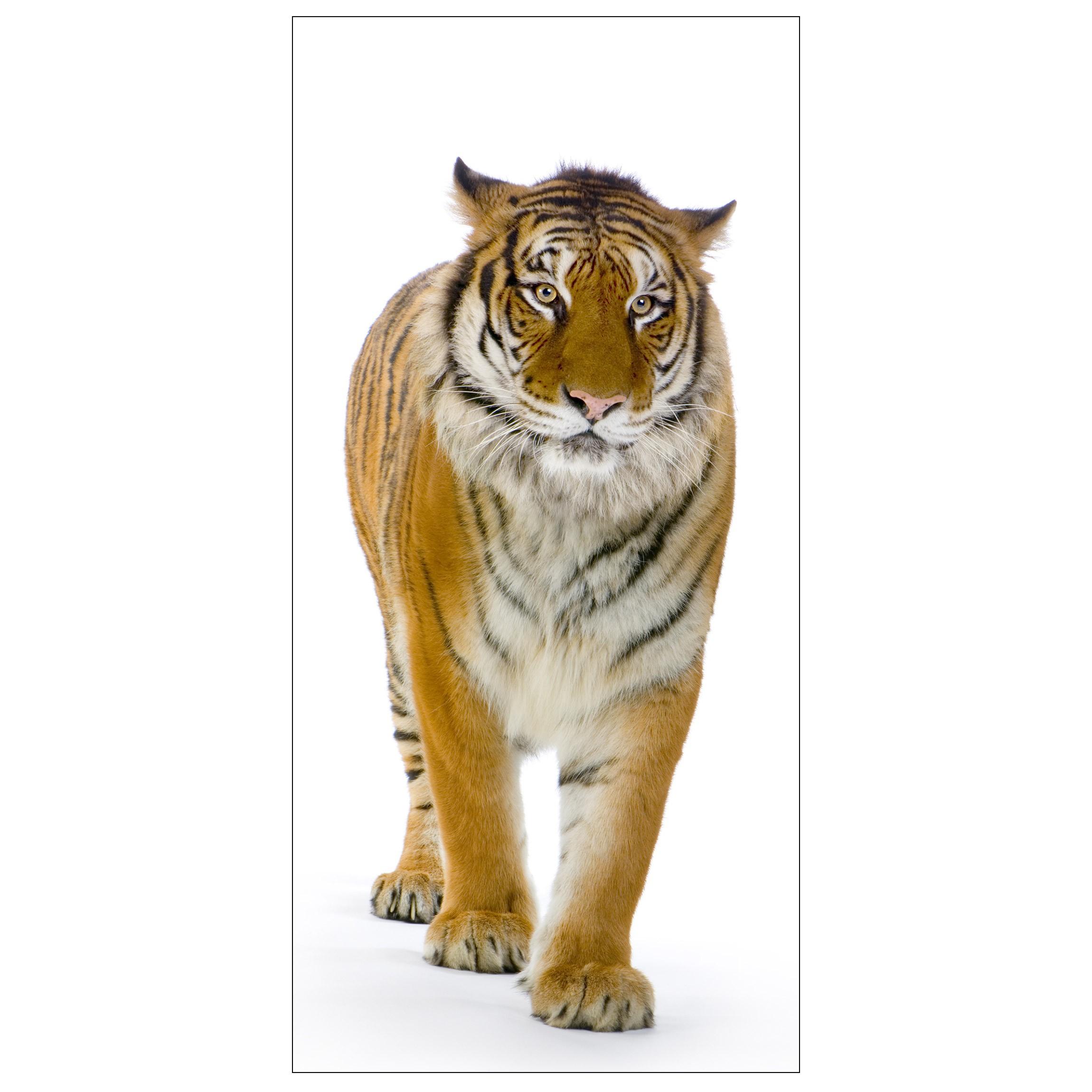Moderný deliaci Paravan bengálsky tiger