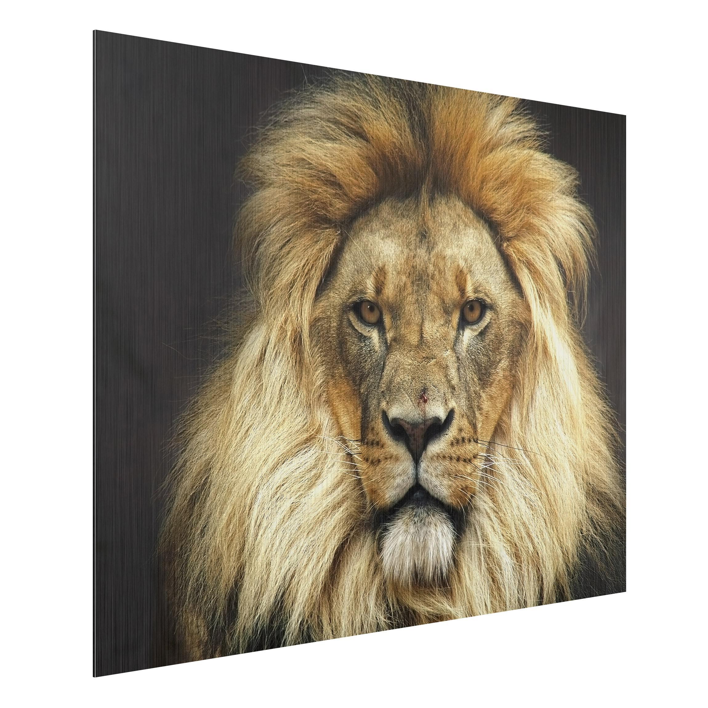 Obraz na hliníkovej doske Lion
