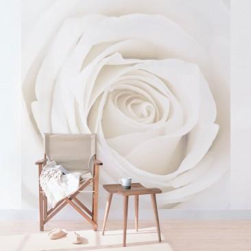 Fototapeta  Kraľovská biela ruža