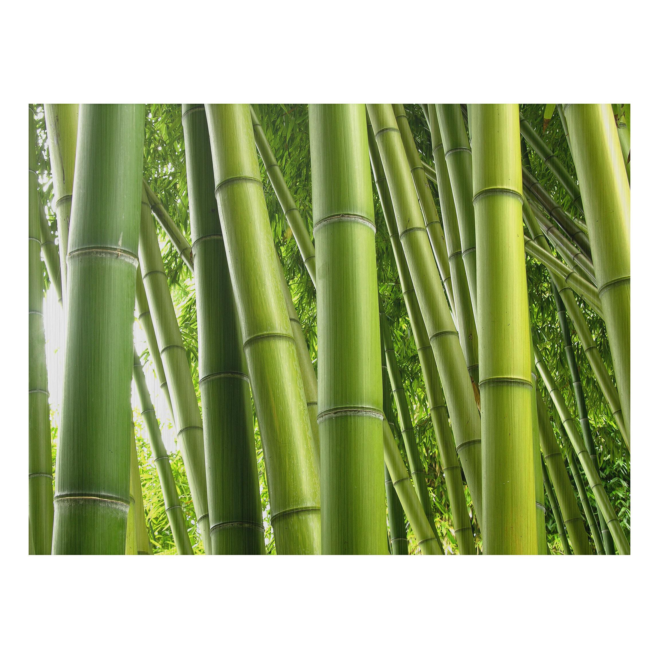 Obraz na hliníkovej doske Bambus