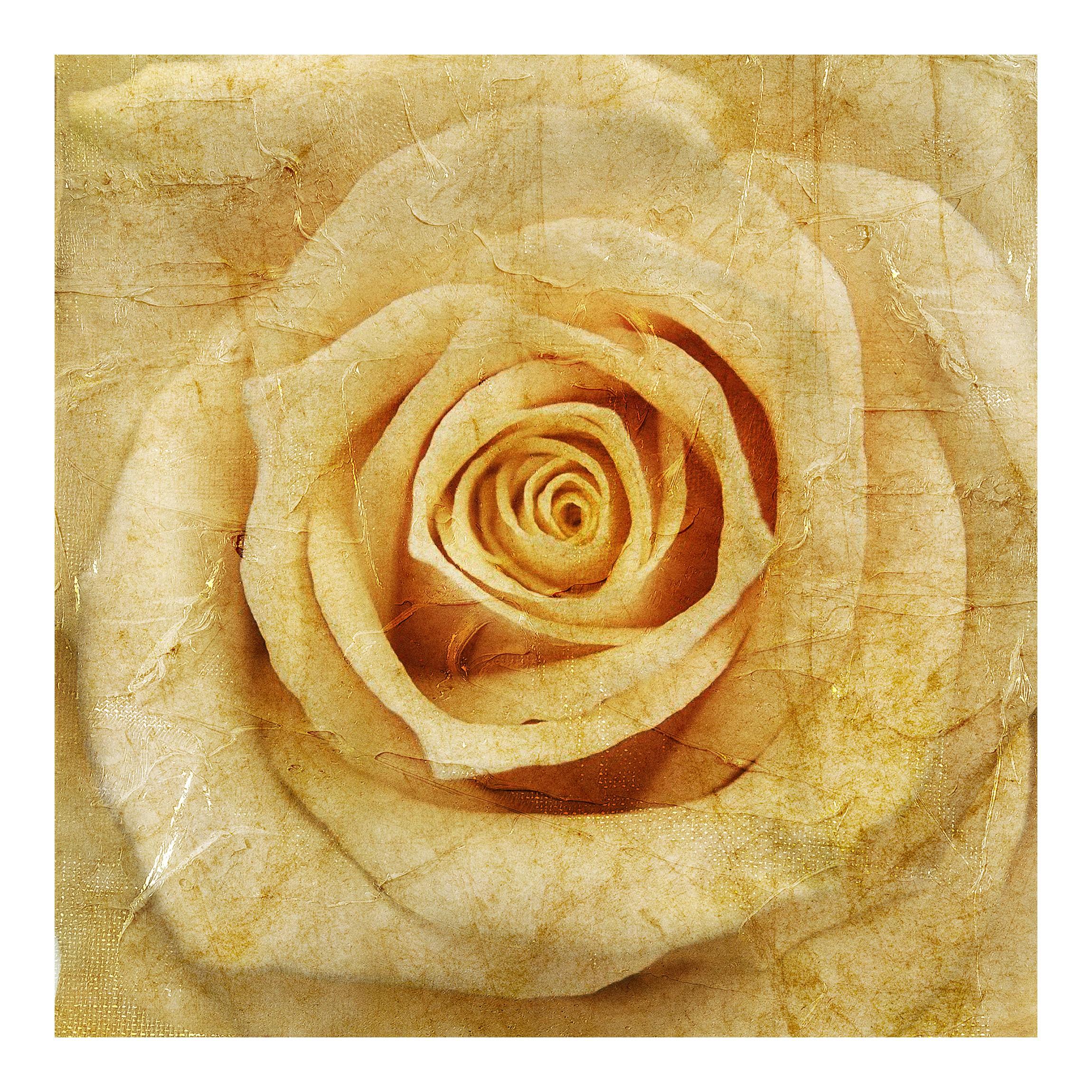 Fototapeta Baroková ruža