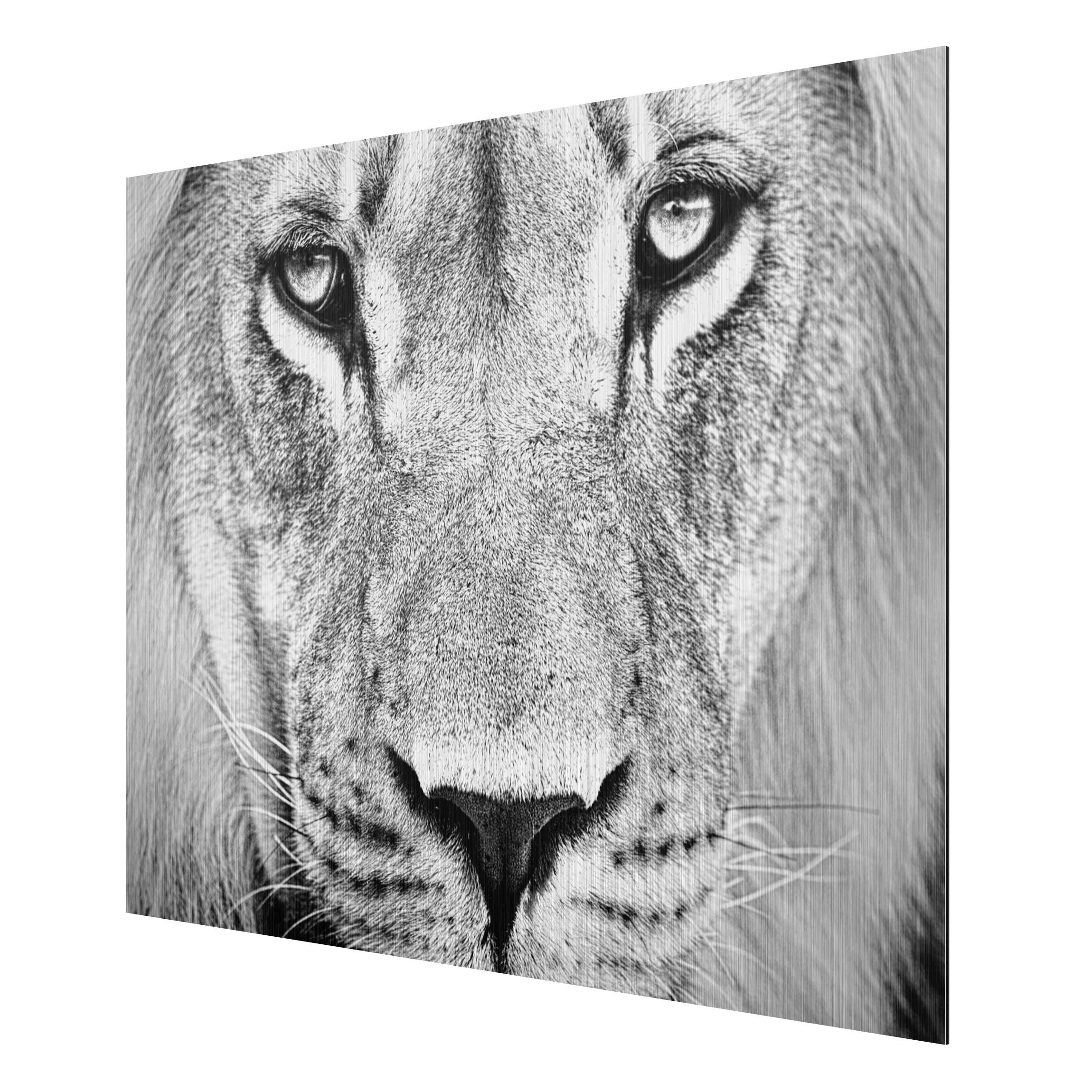 Obraz na hliníkovej doske Starý lev