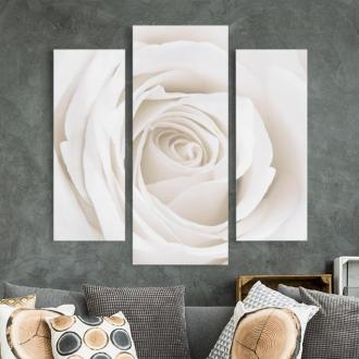 Trojdielny obraz Pekná biela ruža