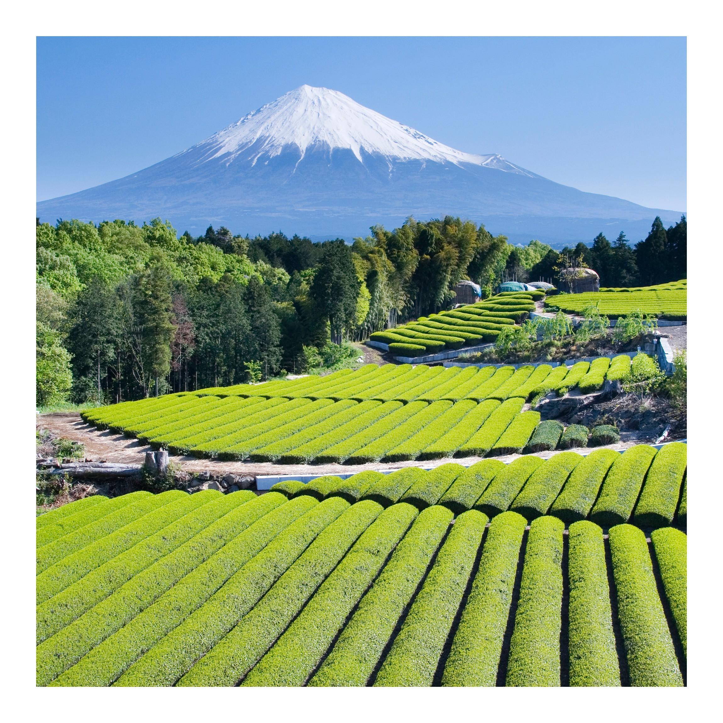 Fototapeta Sopka Fuji